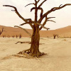tree_01.jpg